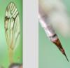 Tipula sp.